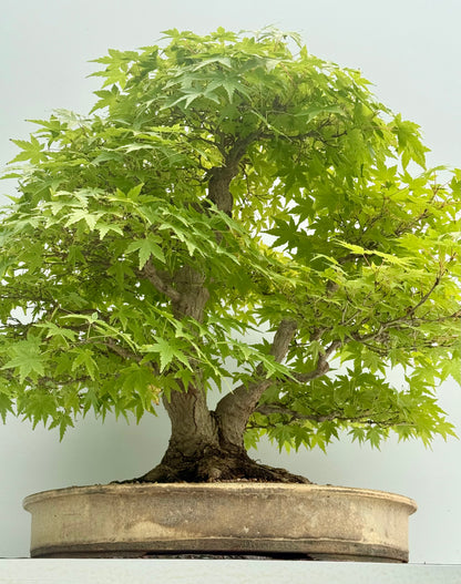 Mountain Maple Bonsai – Exhibition Specimen in Gordon Duffett Pot - 68cm