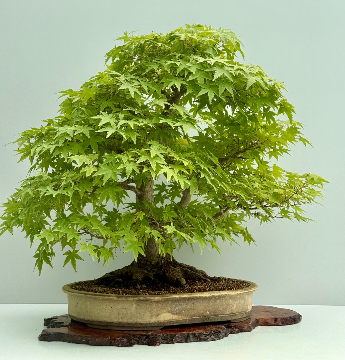 Mountain Maple Bonsai – Exhibition Specimen in Gordon Duffett Pot - 68cm