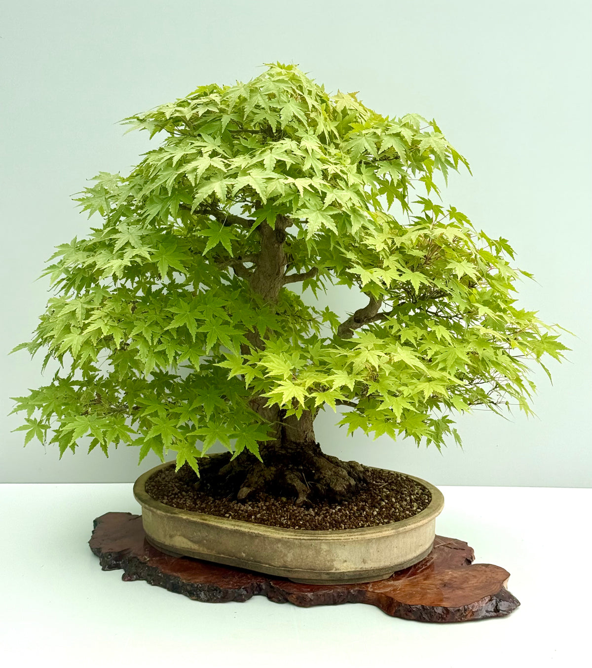 Mountain Maple Bonsai – Exhibition Specimen in Gordon Duffett Pot - 68cm