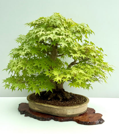 Mountain Maple Bonsai – Exhibition Specimen in Gordon Duffett Pot - 68cm