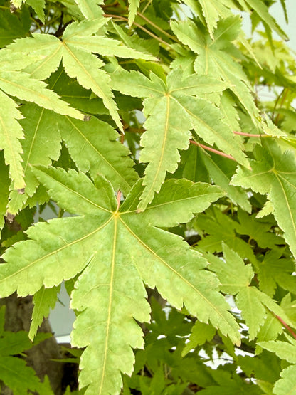 Mountain Maple Bonsai – Exhibition Specimen in Gordon Duffett Pot - 68cm