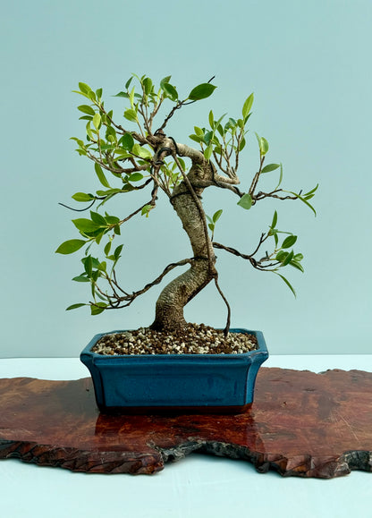 Ficus Retusa Indoor Bonsai Tree
