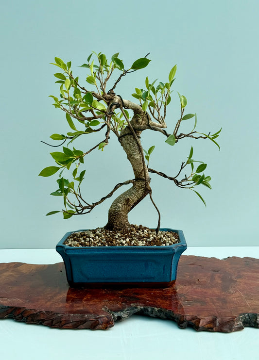 Ficus Retusa Indoor Bonsai Tree