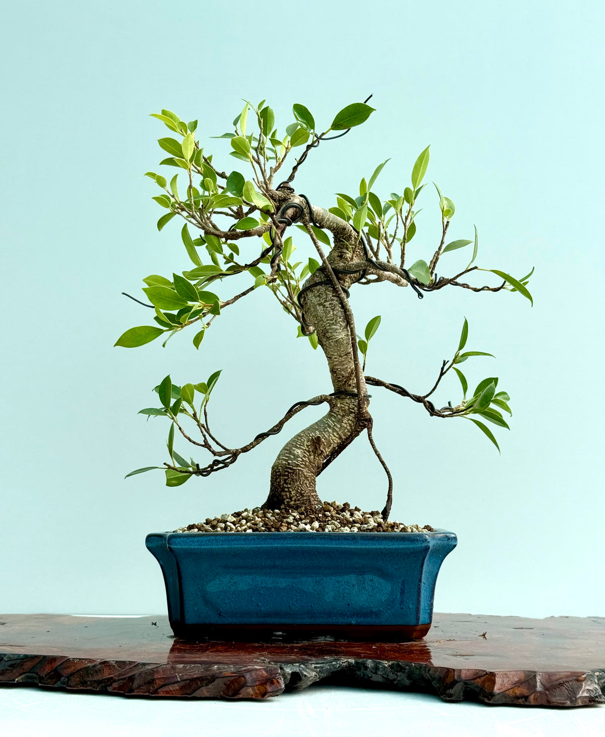 Ficus Retusa Indoor Bonsai Tree