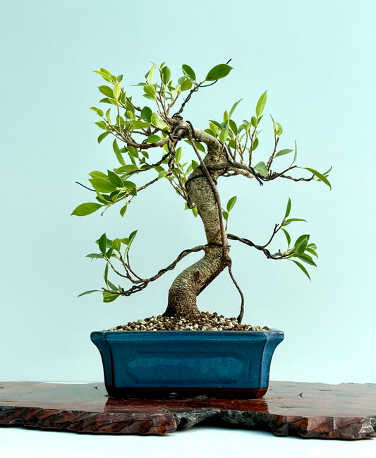 Ficus Retusa Indoor Bonsai Tree