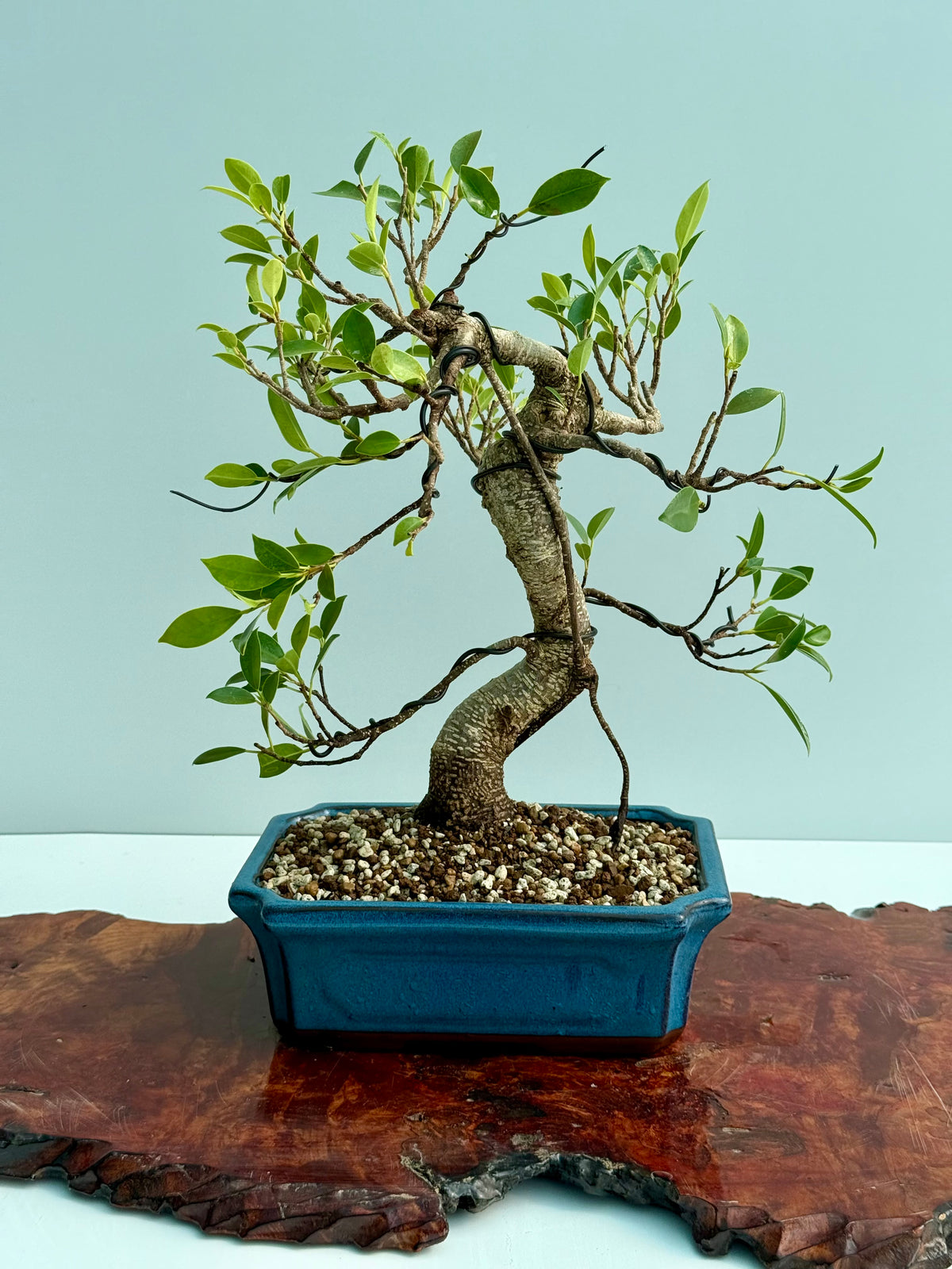 Ficus Retusa Indoor Bonsai Tree