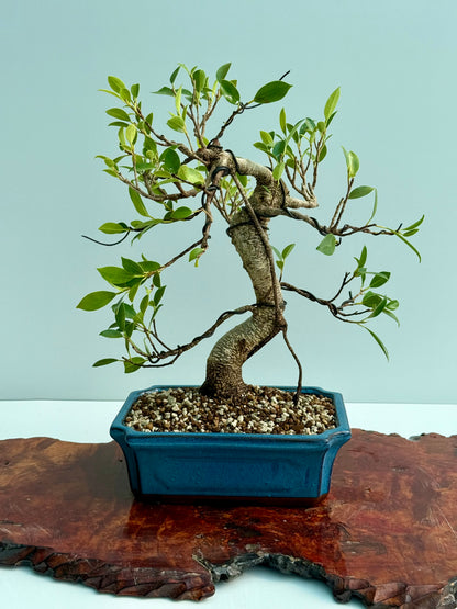 Ficus Retusa Indoor Bonsai Tree
