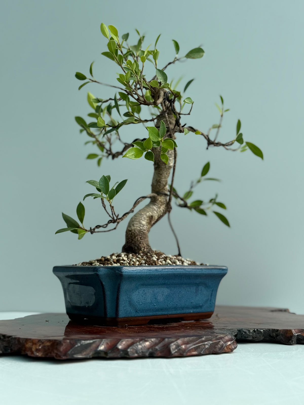 Ficus Retusa Indoor Bonsai Tree