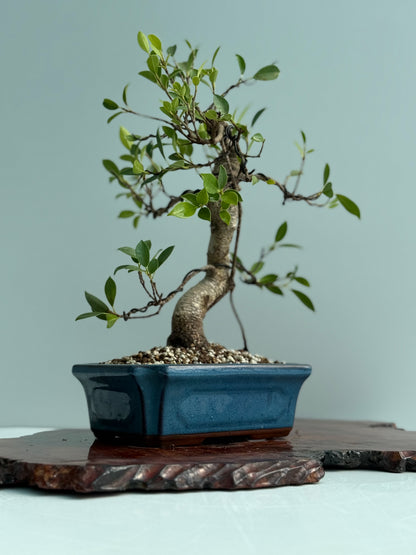Ficus Retusa Indoor Bonsai Tree