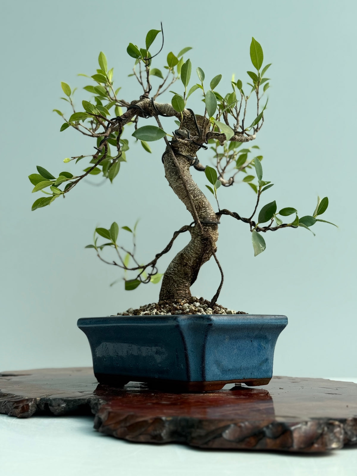 Ficus Retusa Indoor Bonsai Tree
