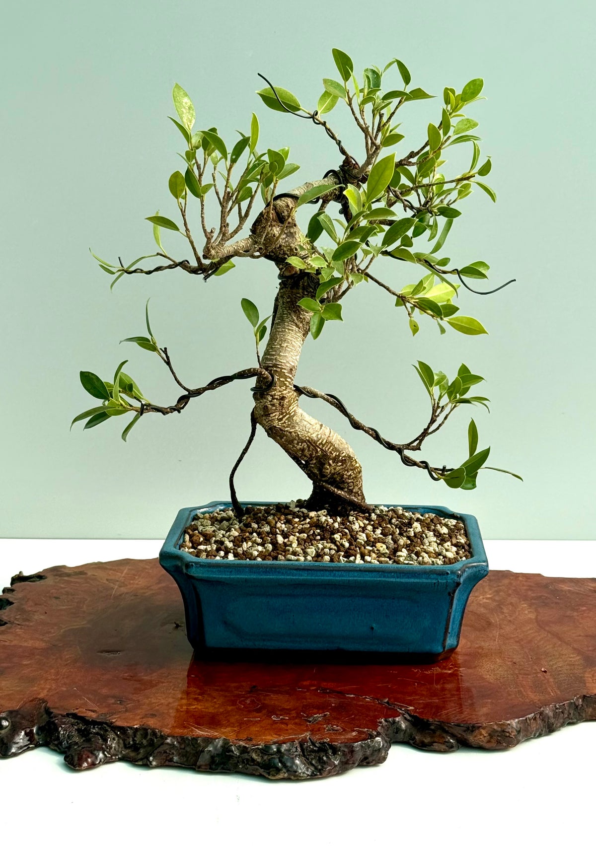 Ficus Retusa Indoor Bonsai Tree