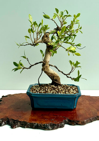 Ficus Retusa Indoor Bonsai Tree