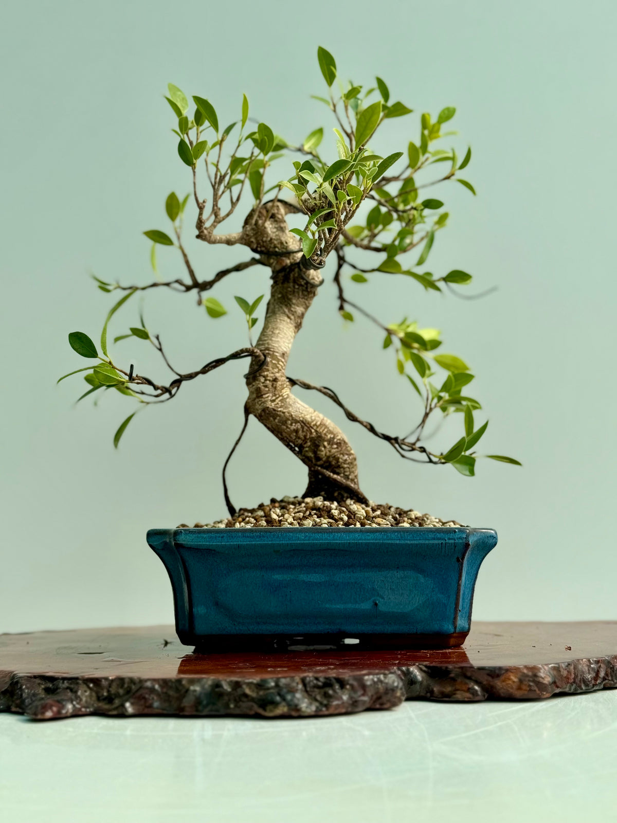 Ficus Retusa Indoor Bonsai Tree