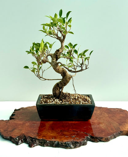 Ficus Retusa Indoor Bonsai Tree