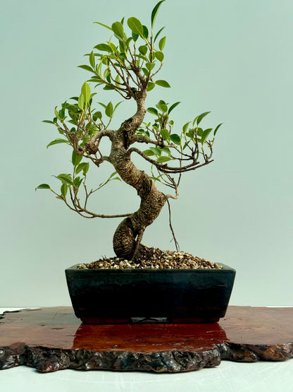 Ficus Retusa Indoor Bonsai Tree