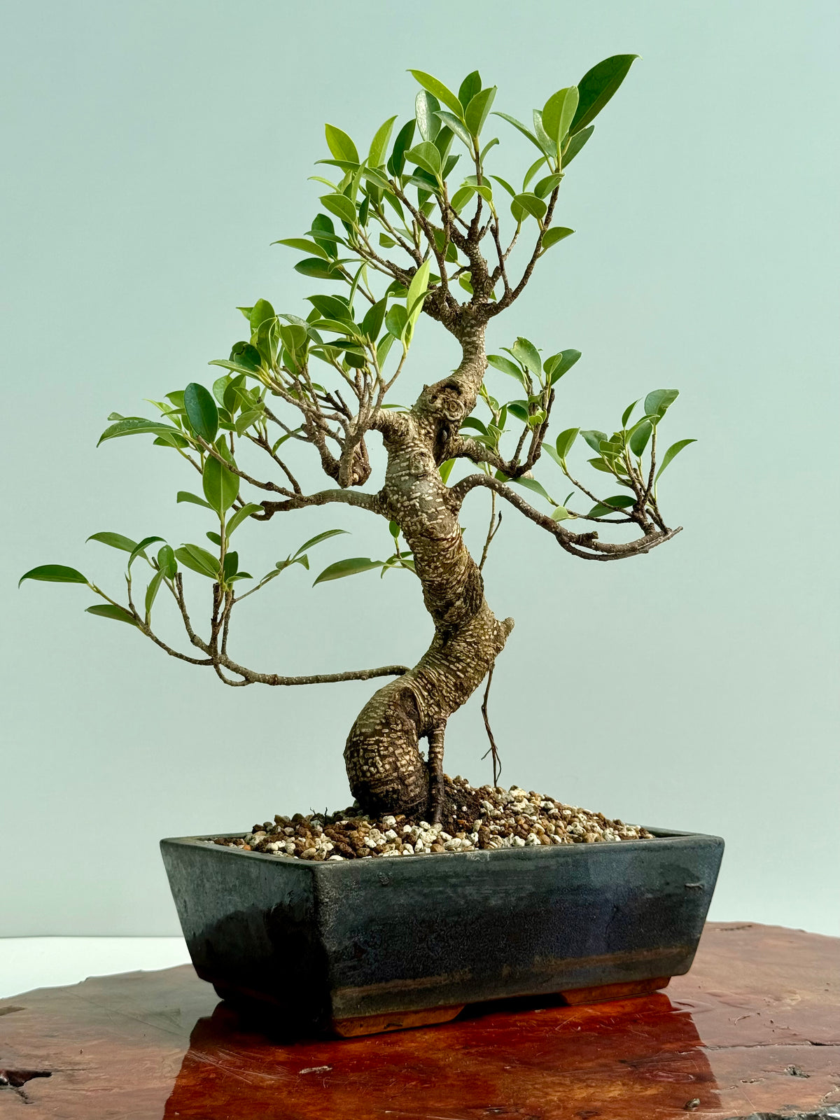 Ficus Retusa Indoor Bonsai Tree