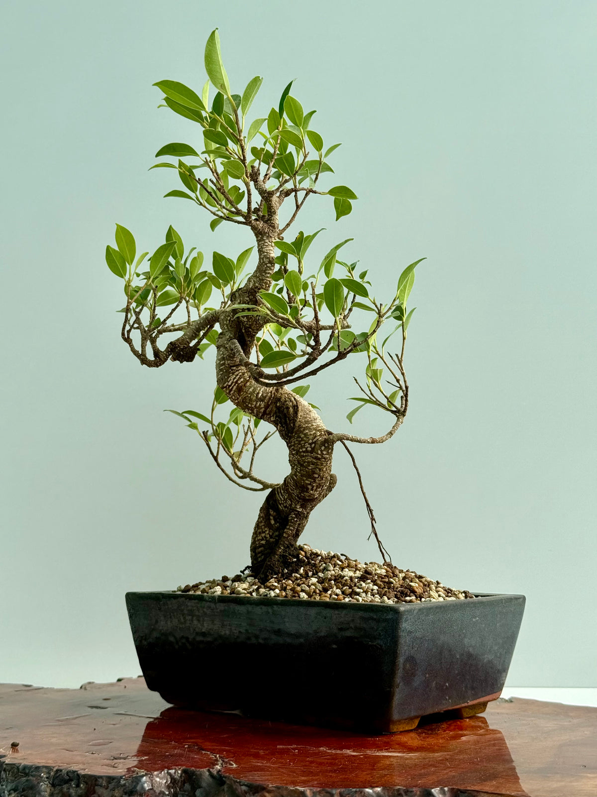 Ficus Retusa Indoor Bonsai Tree