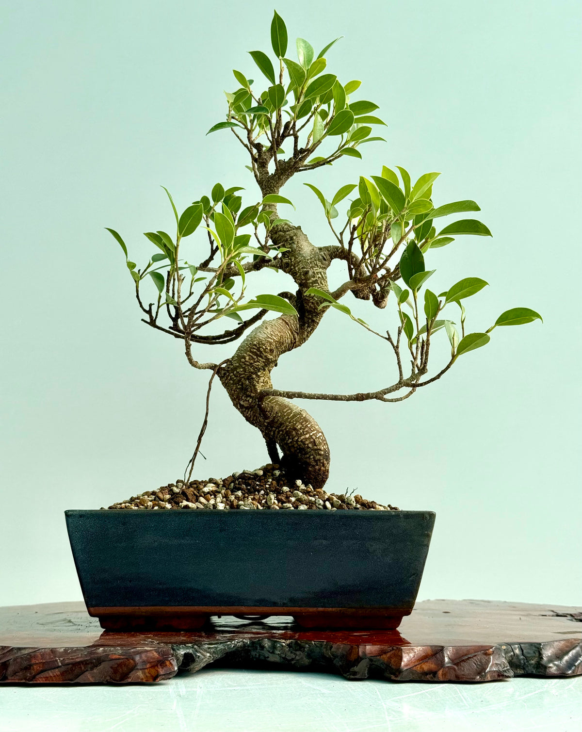 Ficus Retusa Indoor Bonsai Tree