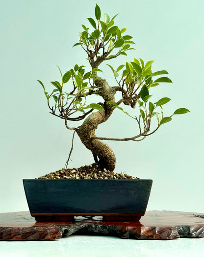 Ficus Retusa Indoor Bonsai Tree