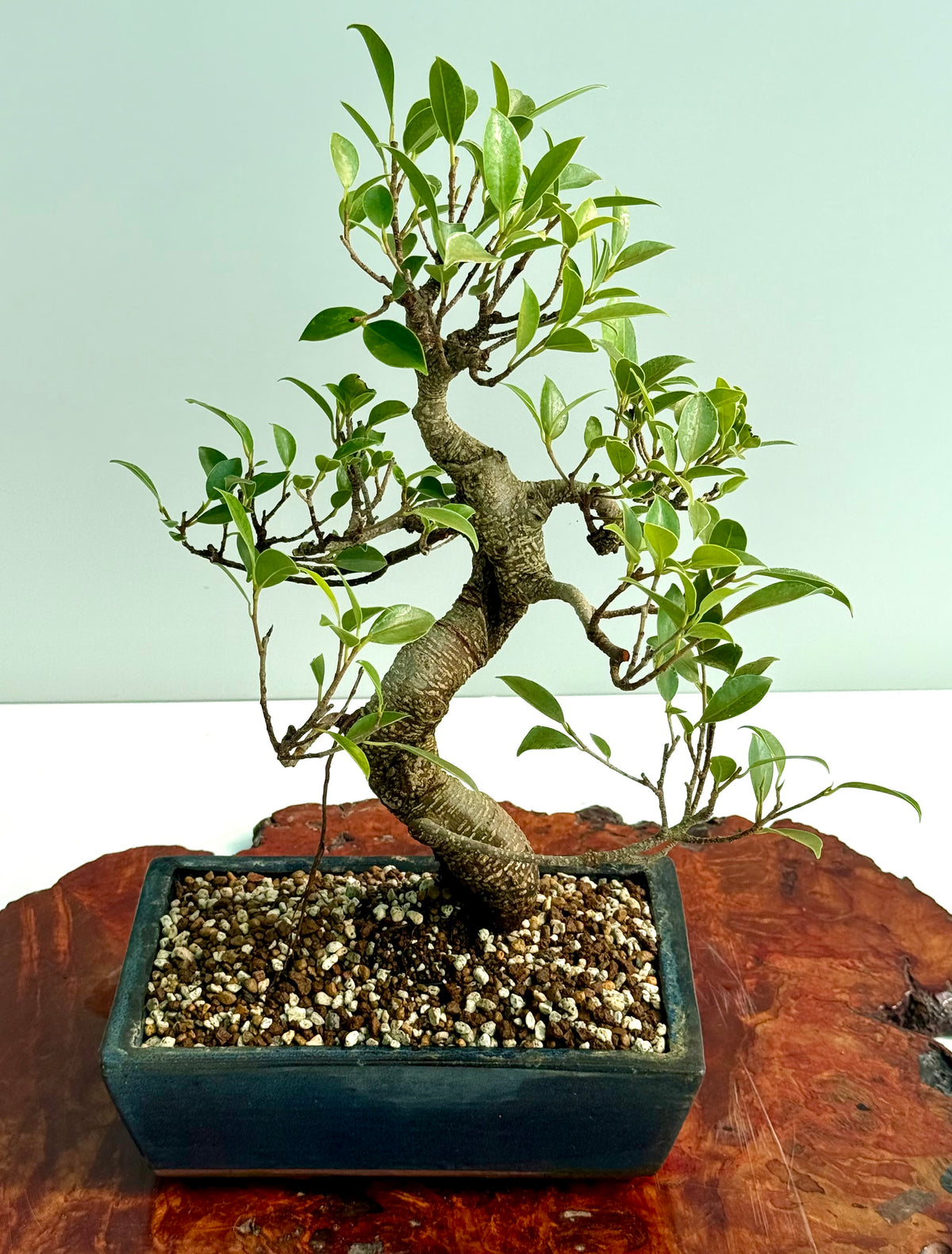 Ficus Retusa Indoor Bonsai Tree