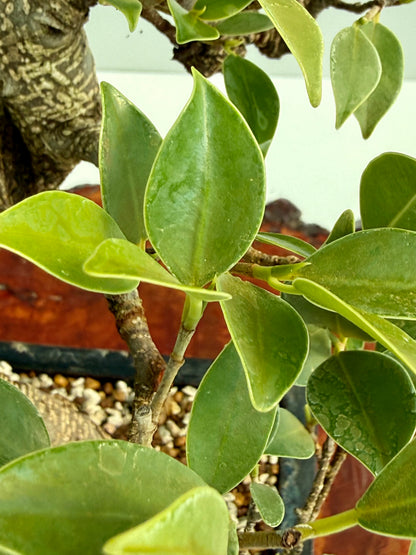 Ficus Retusa Indoor Bonsai Tree