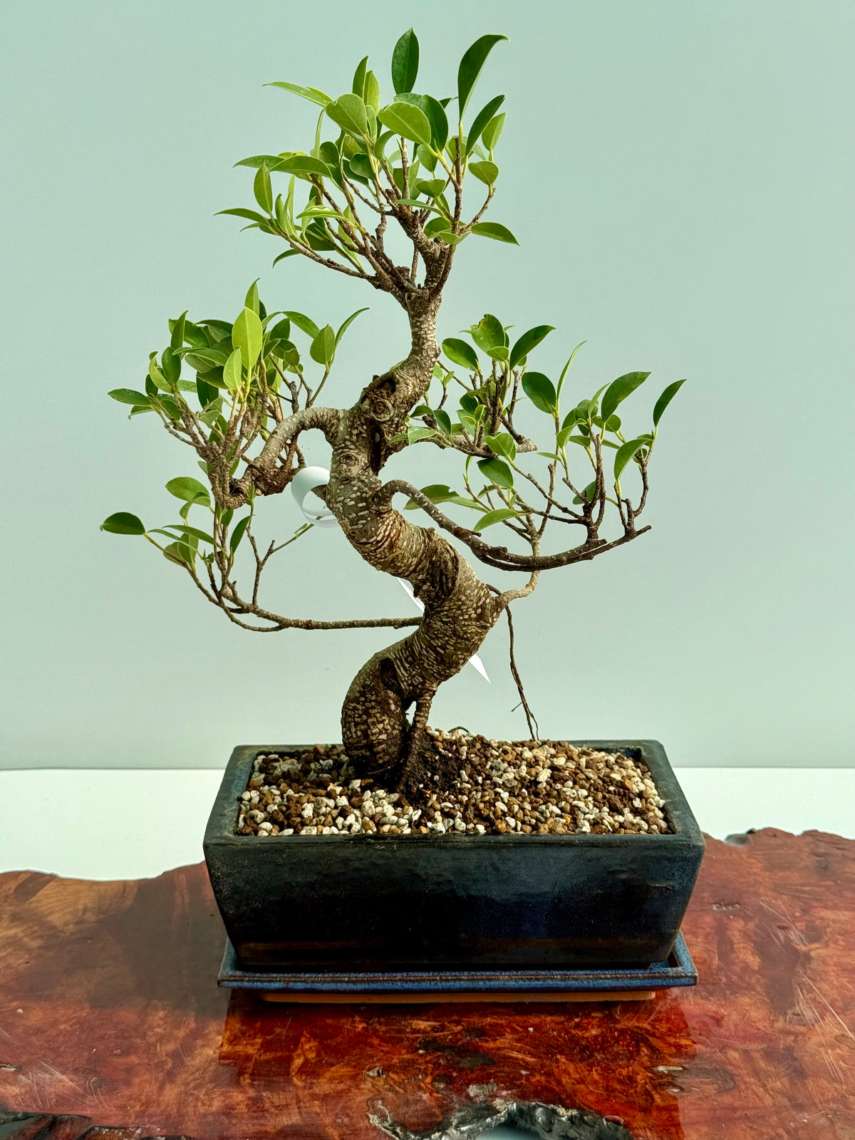 Ficus Retusa Indoor Bonsai Tree