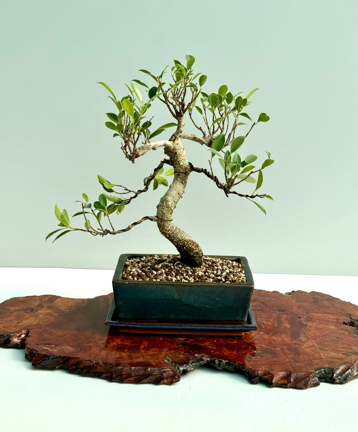 Ficus Retusa Indoor Bonsai Tree