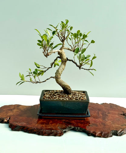 Ficus Retusa Indoor Bonsai Tree
