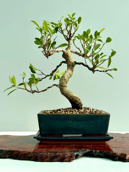 Ficus Retusa Indoor Bonsai Tree
