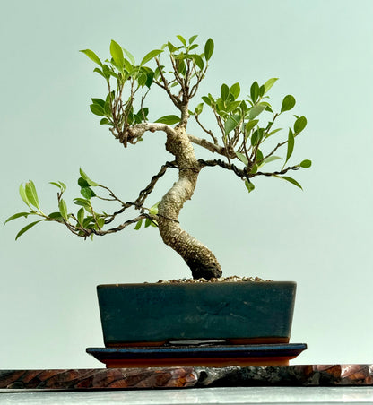 Ficus Retusa Indoor Bonsai Tree