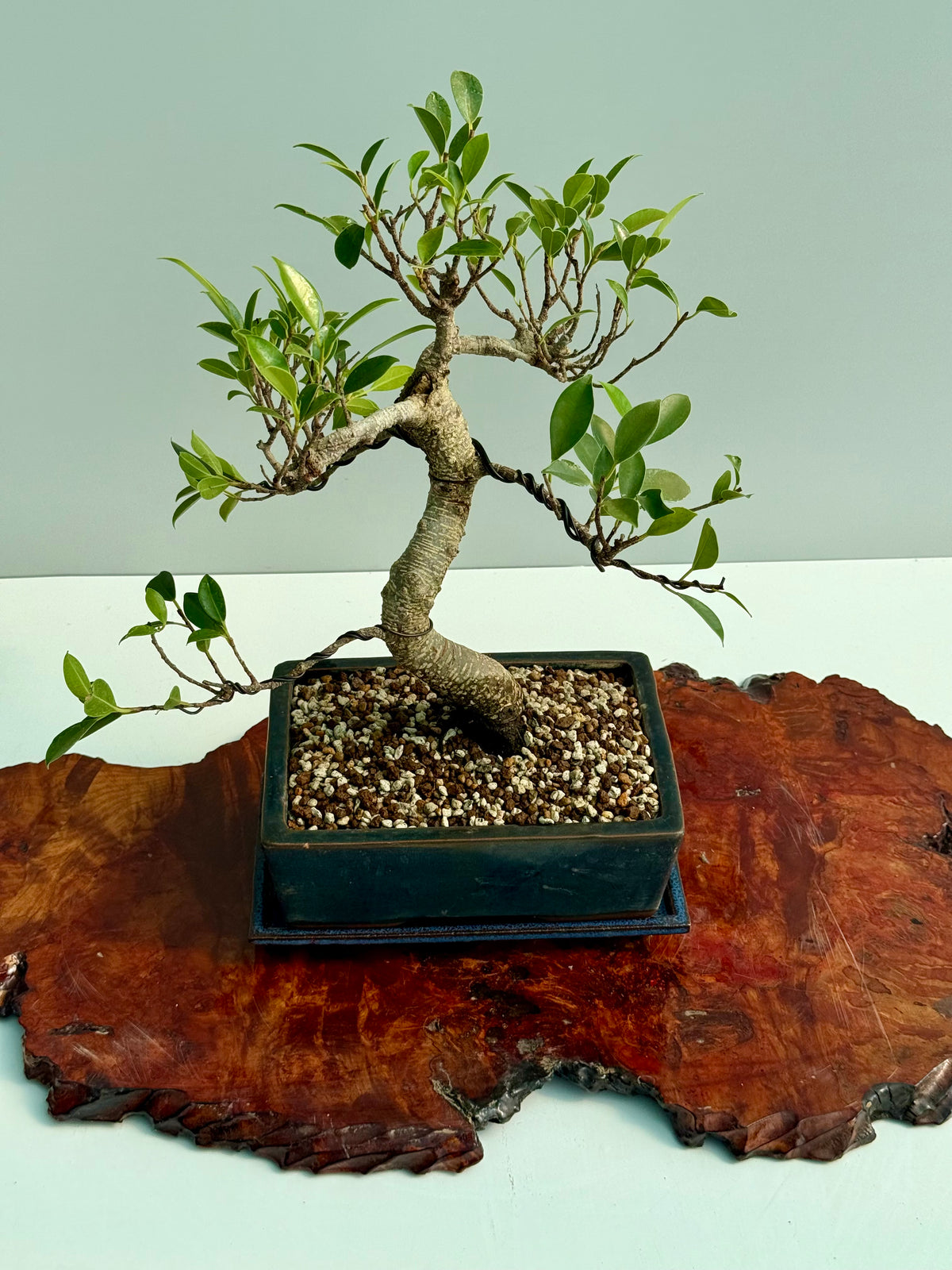 Ficus Retusa Indoor Bonsai Tree