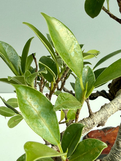Ficus Retusa Indoor Bonsai Tree