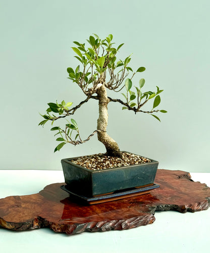 Ficus Retusa Indoor Bonsai Tree