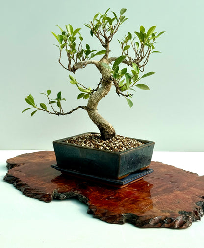Ficus Retusa Indoor Bonsai Tree