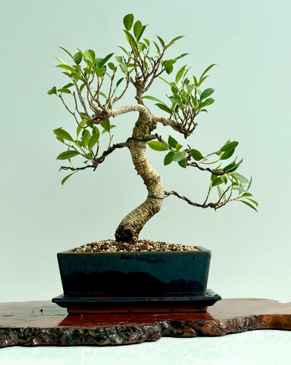 Ficus Retusa Indoor Bonsai Tree