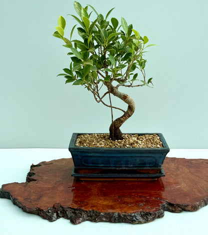 Ficus Retusa Indoor Bonsai Tree