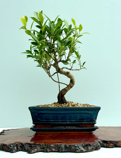 Ficus Retusa Indoor Bonsai Tree
