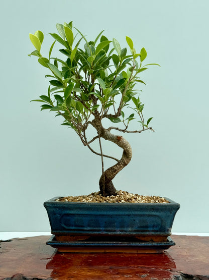 Ficus Retusa Indoor Bonsai Tree