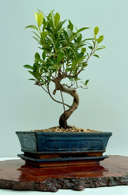 Ficus Retusa Indoor Bonsai Tree