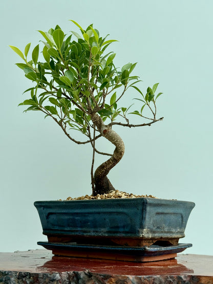 Ficus Retusa Indoor Bonsai Tree