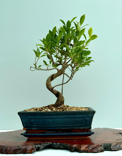 Ficus Retusa Indoor Bonsai Tree