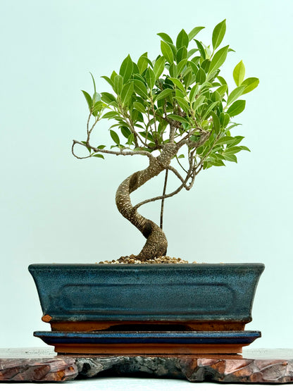 Ficus Retusa Indoor Bonsai Tree