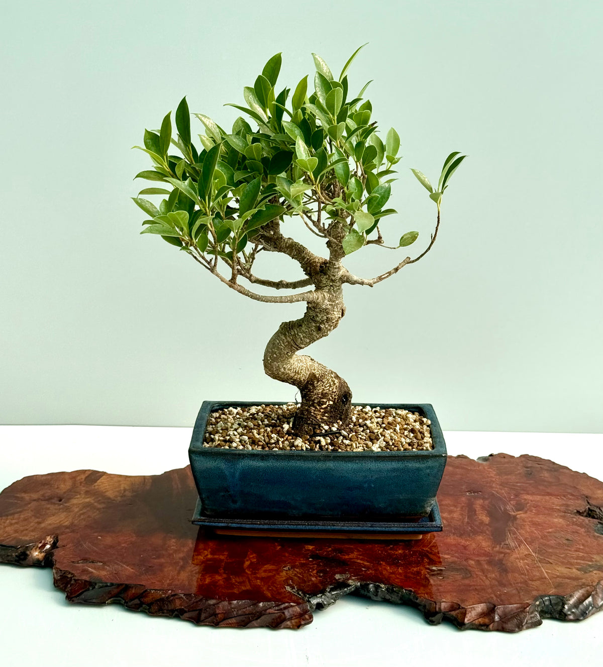 Ficus Retusa Indoor Bonsai Tree