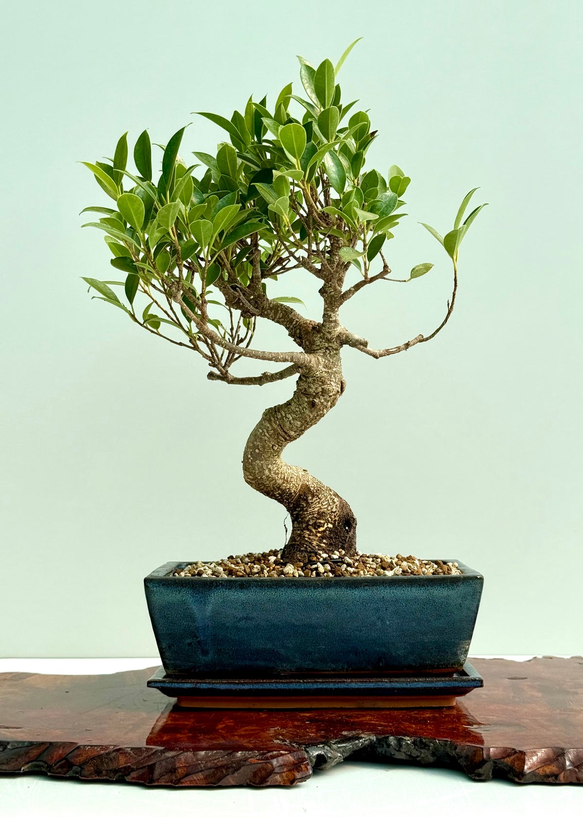 Ficus Retusa Indoor Bonsai Tree
