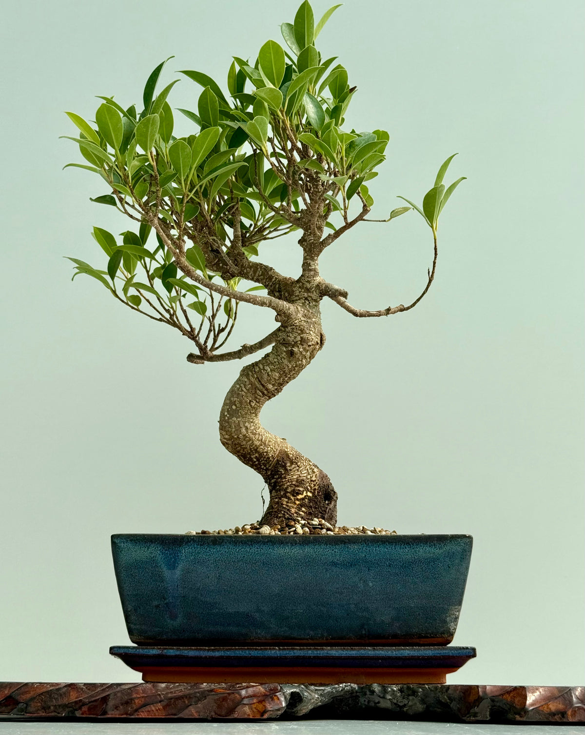 Ficus Retusa Indoor Bonsai Tree