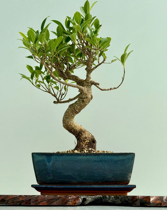 Ficus Retusa Indoor Bonsai Tree
