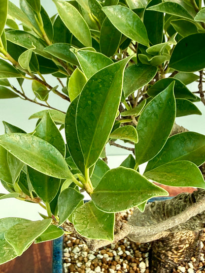 Ficus Retusa Indoor Bonsai Tree