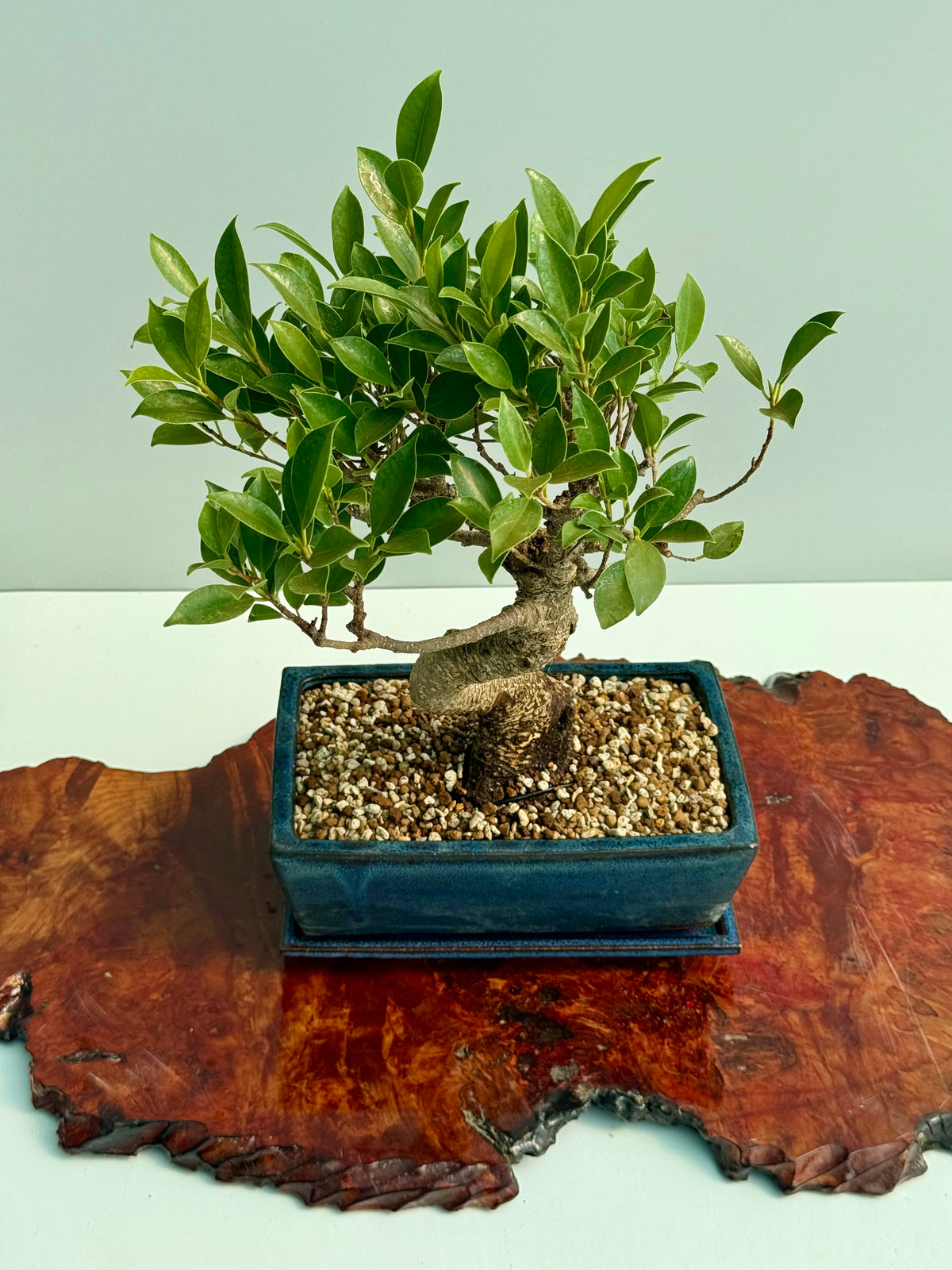 Ficus Retusa Indoor Bonsai Tree
