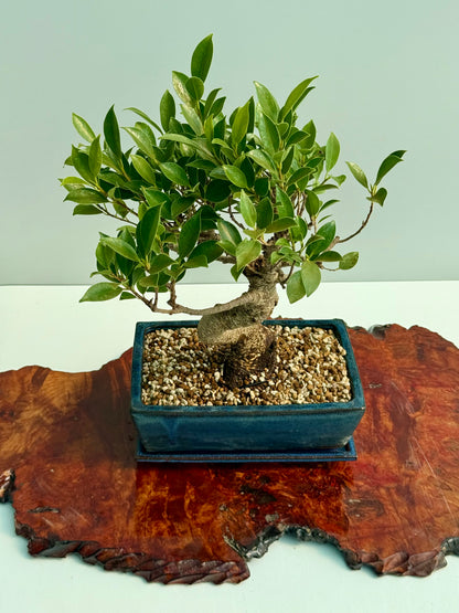 Ficus Retusa Indoor Bonsai Tree