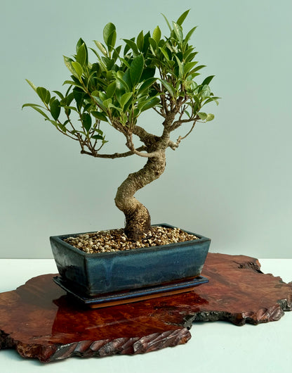 Ficus Retusa Indoor Bonsai Tree